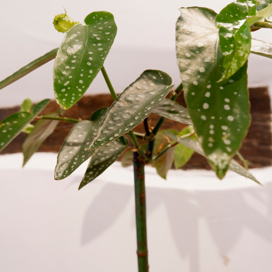 
                  
                    Begonia Tamaya
                  
                