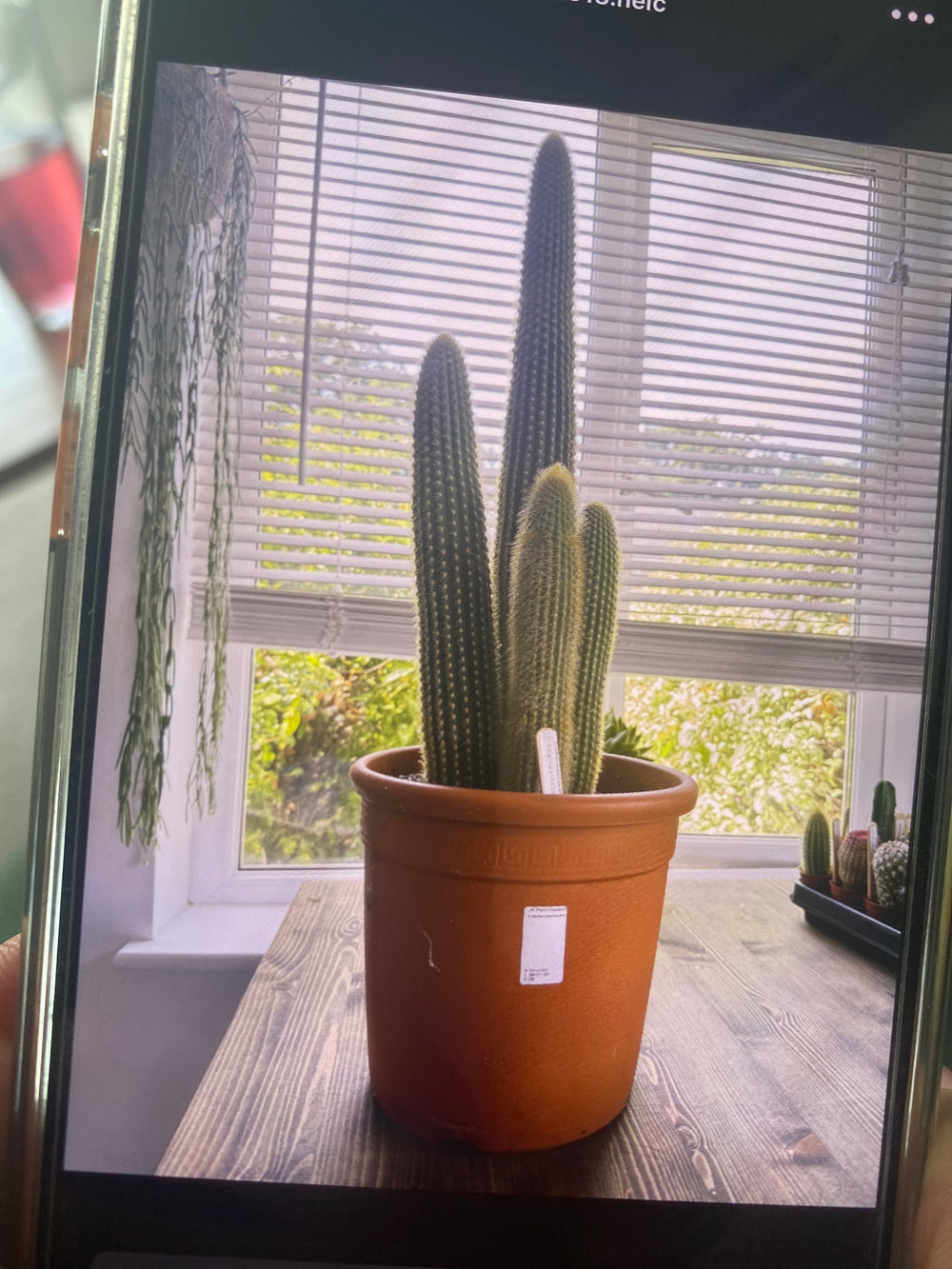 Weberbaurocereus Winterianus ‘Golden Spine Cactus’