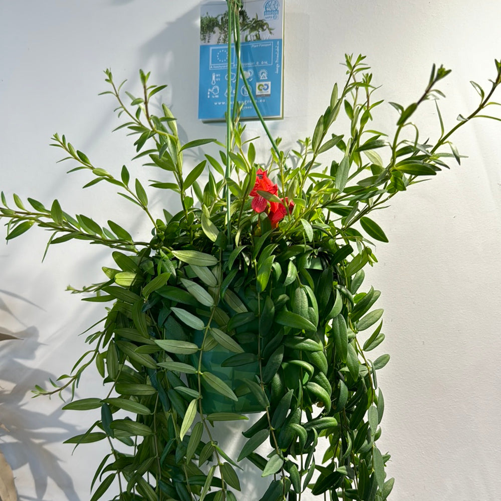 Aeschynanthus Japhrolepis ‘Lipstick Plant’