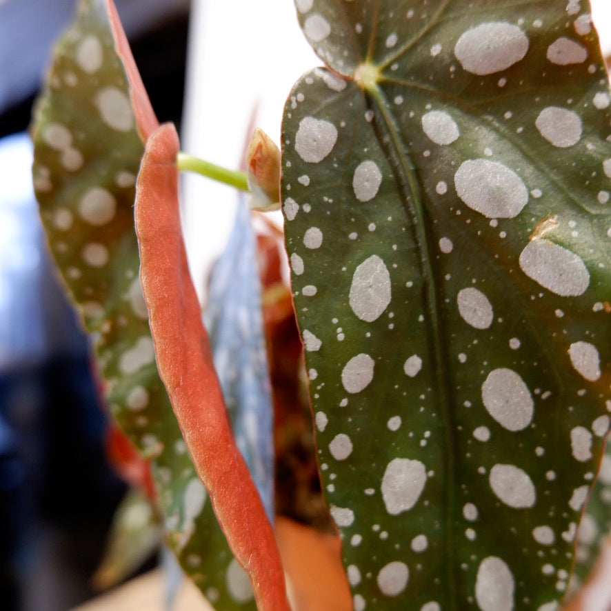 
                  
                    Begonia Maculata 'Polka Dot Begonia'
                  
                