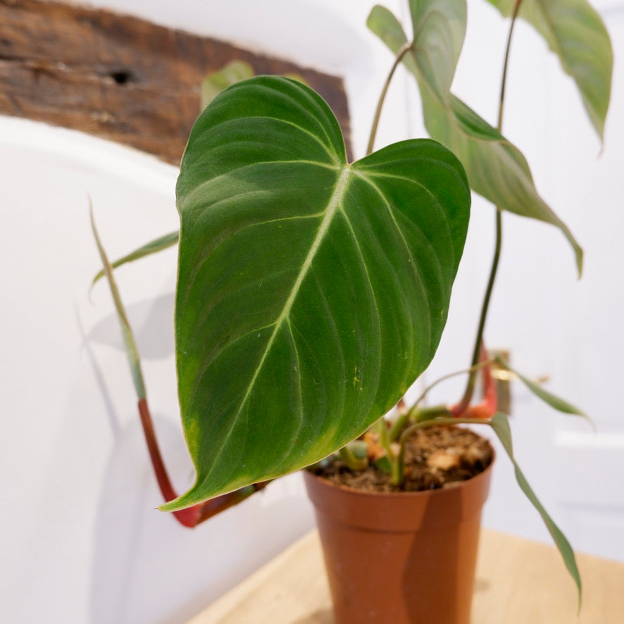 philodendron glori Philodendron Gloriosum – CircleShopTopsham
