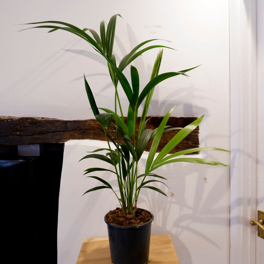 
                  
                    Howea Forsteriana ‘Kentia Palm’
                  
                