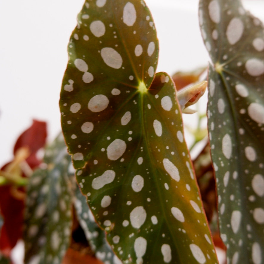 
                  
                    Begonia Maculata 'Polka Dot Begonia'
                  
                