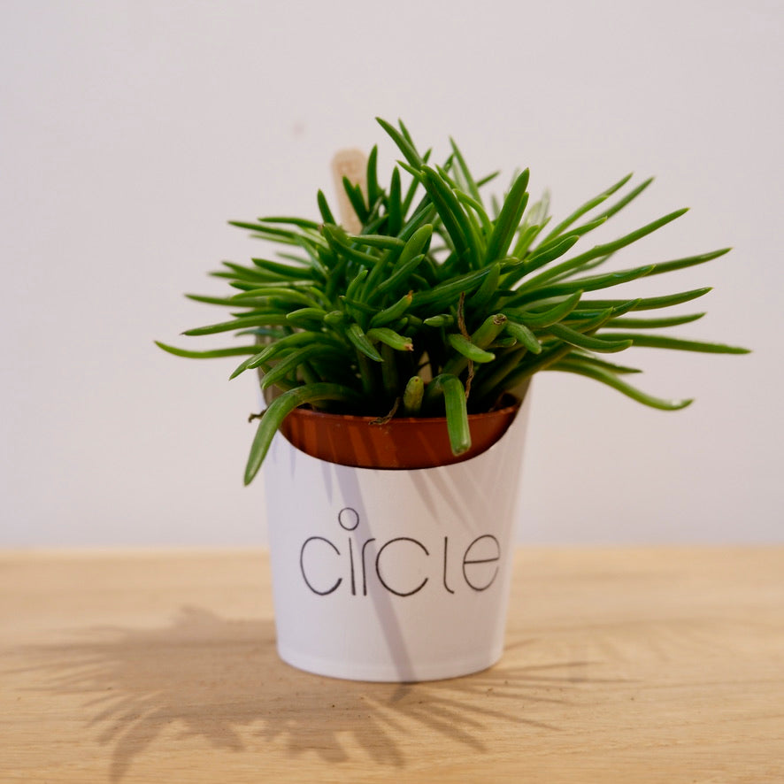 senecio himalaya succulent Senecio Himalaya – CircleShopTopsham