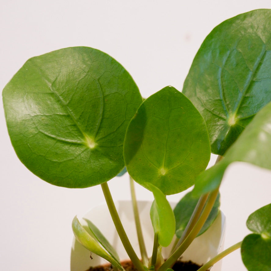 
                  
                    Pilea Peperomoides 'Chinese Money Plant'
                  
                