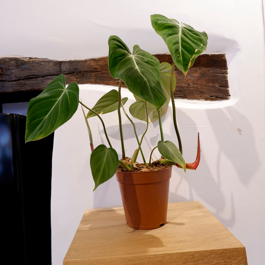 philodendron gloriosum small Philodendron Gloriosum – CircleShopTopsham