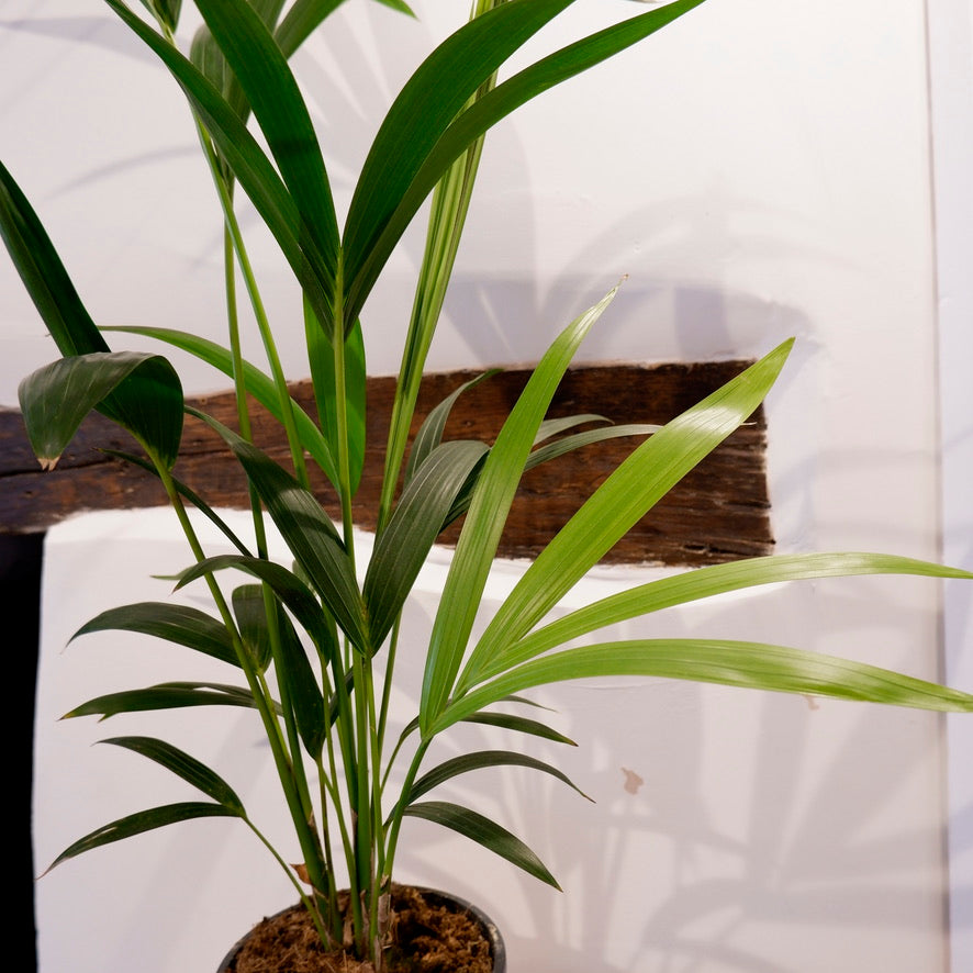 
                  
                    Howea Forsteriana ‘Kentia Palm’
                  
                