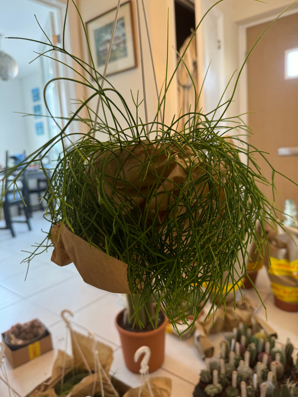 Rhipsalis capilliformis Hanging