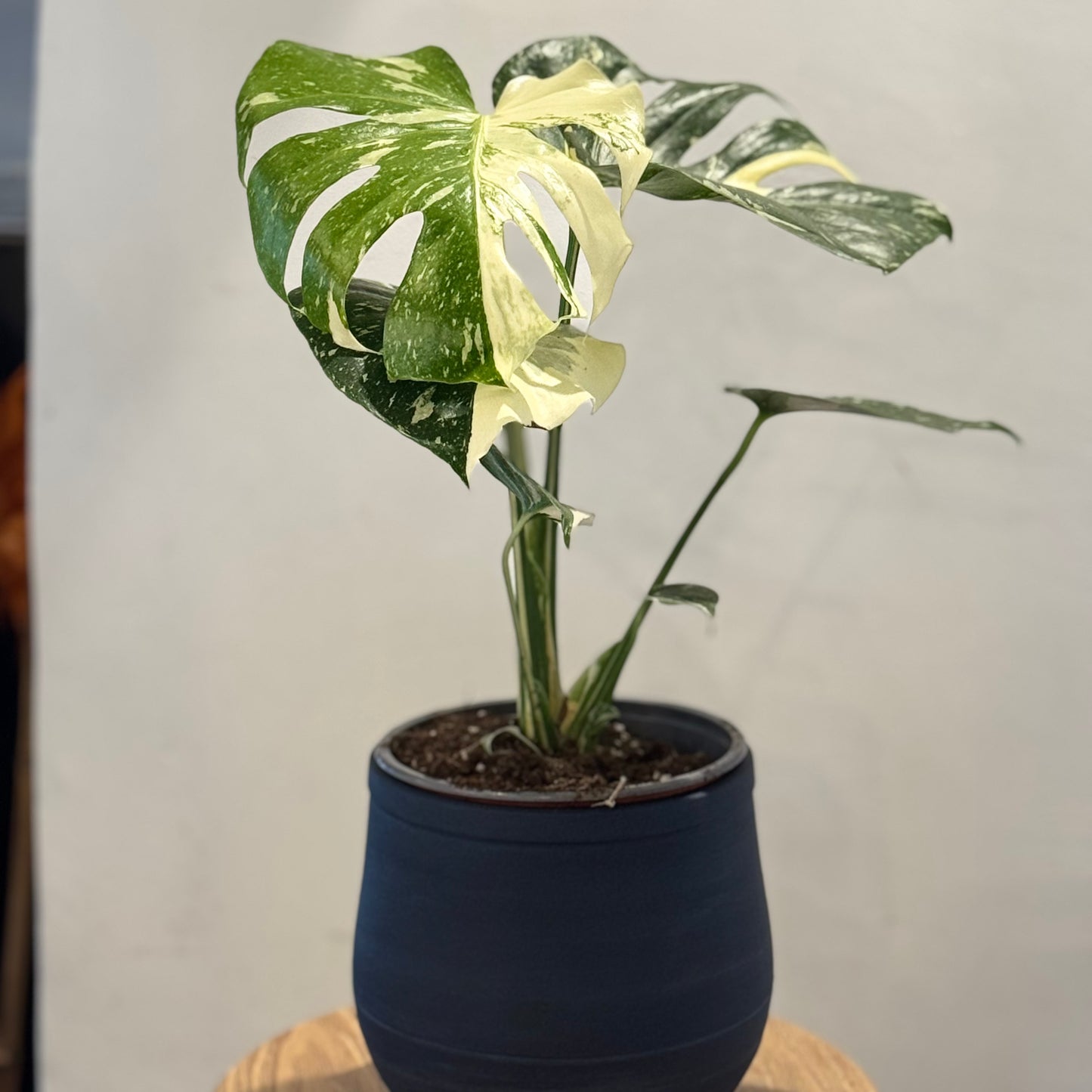 
                  
                    Monstera Thai Constellation
                  
                