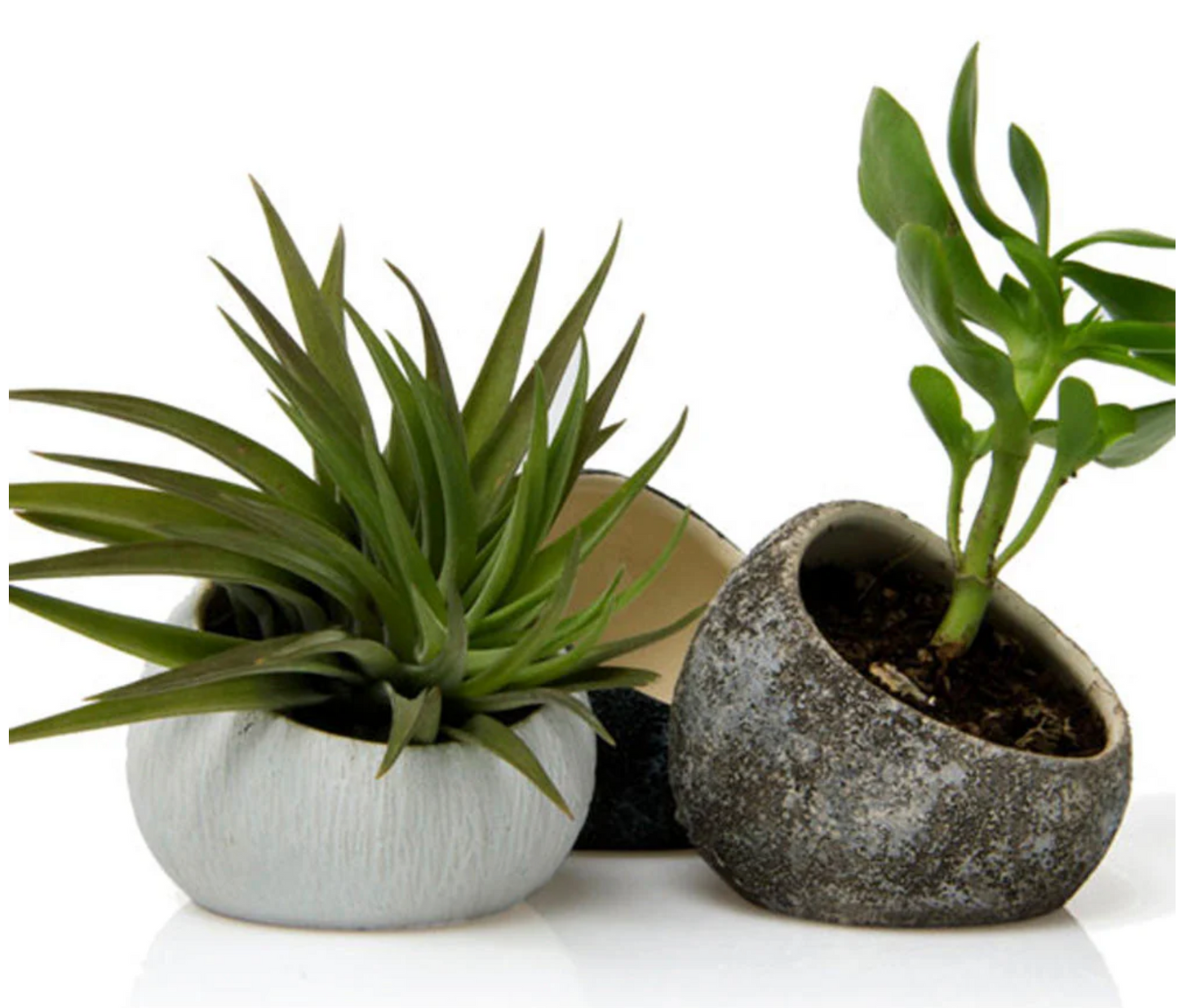 
                  
                    Ceramic Air plant holder
                  
                