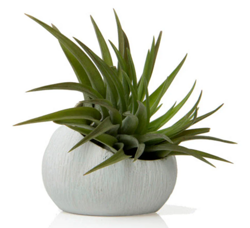 
                  
                    Ceramic Air plant holder
                  
                