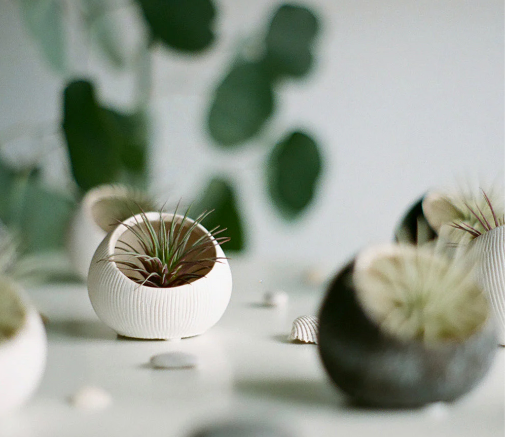 Ceramic Air plant holder