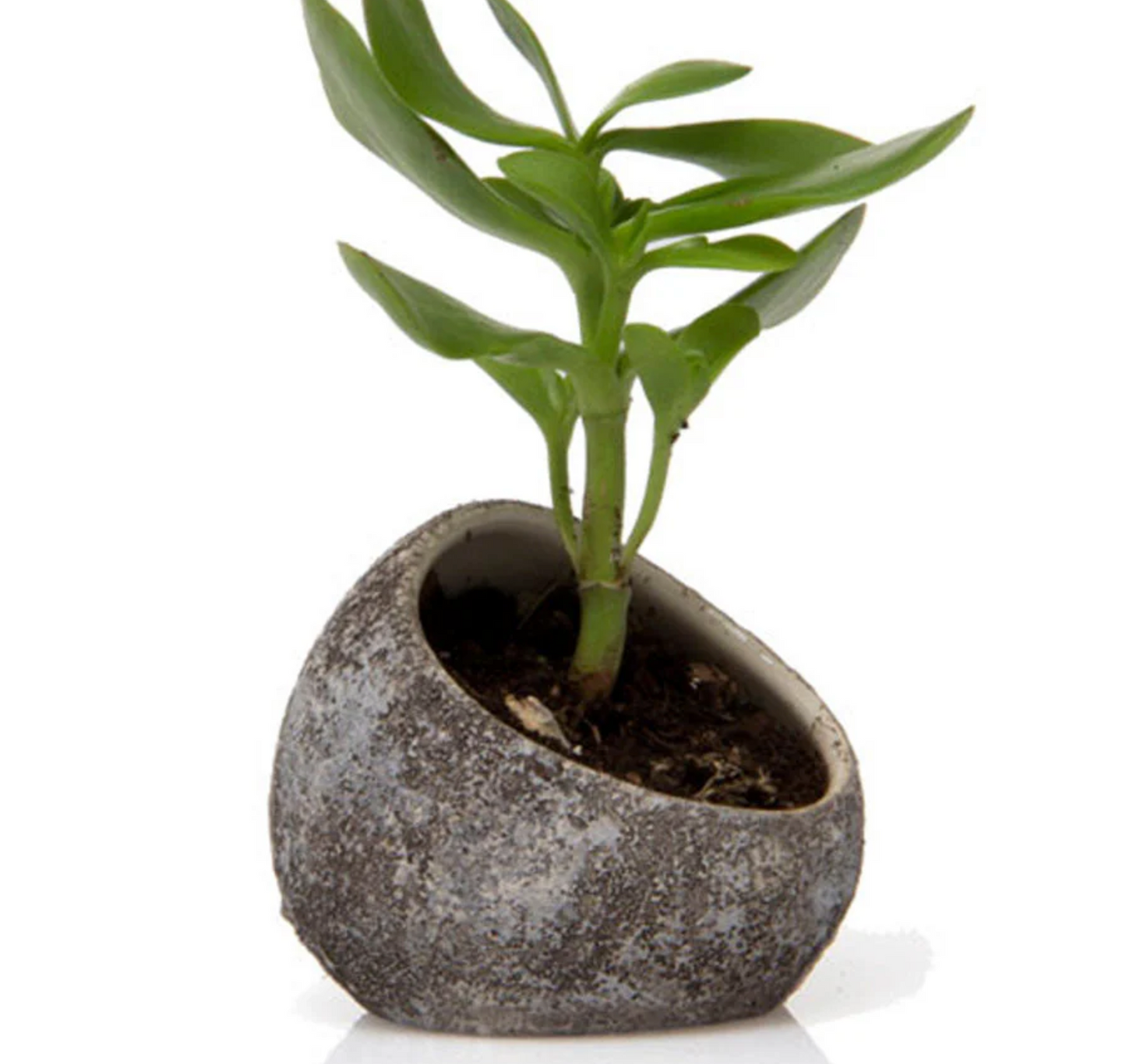 
                  
                    Ceramic Air plant holder
                  
                