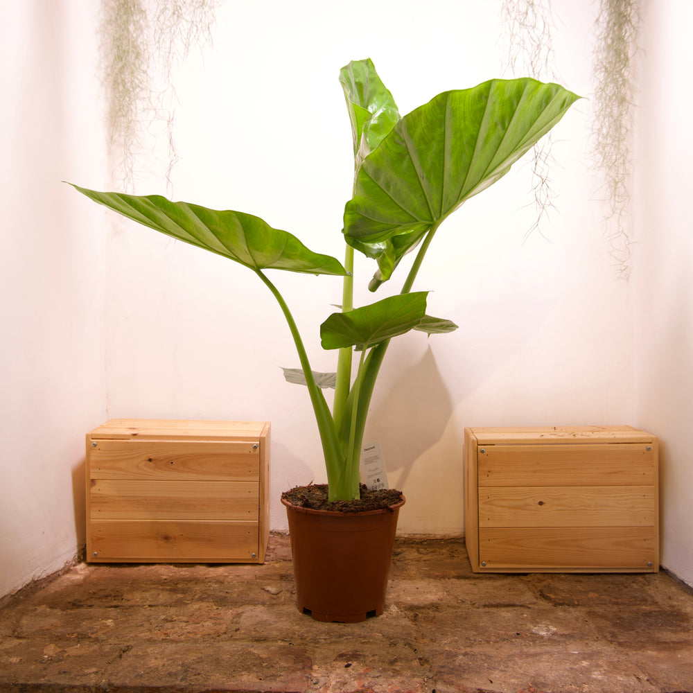 Alocasia Macrorrhizas