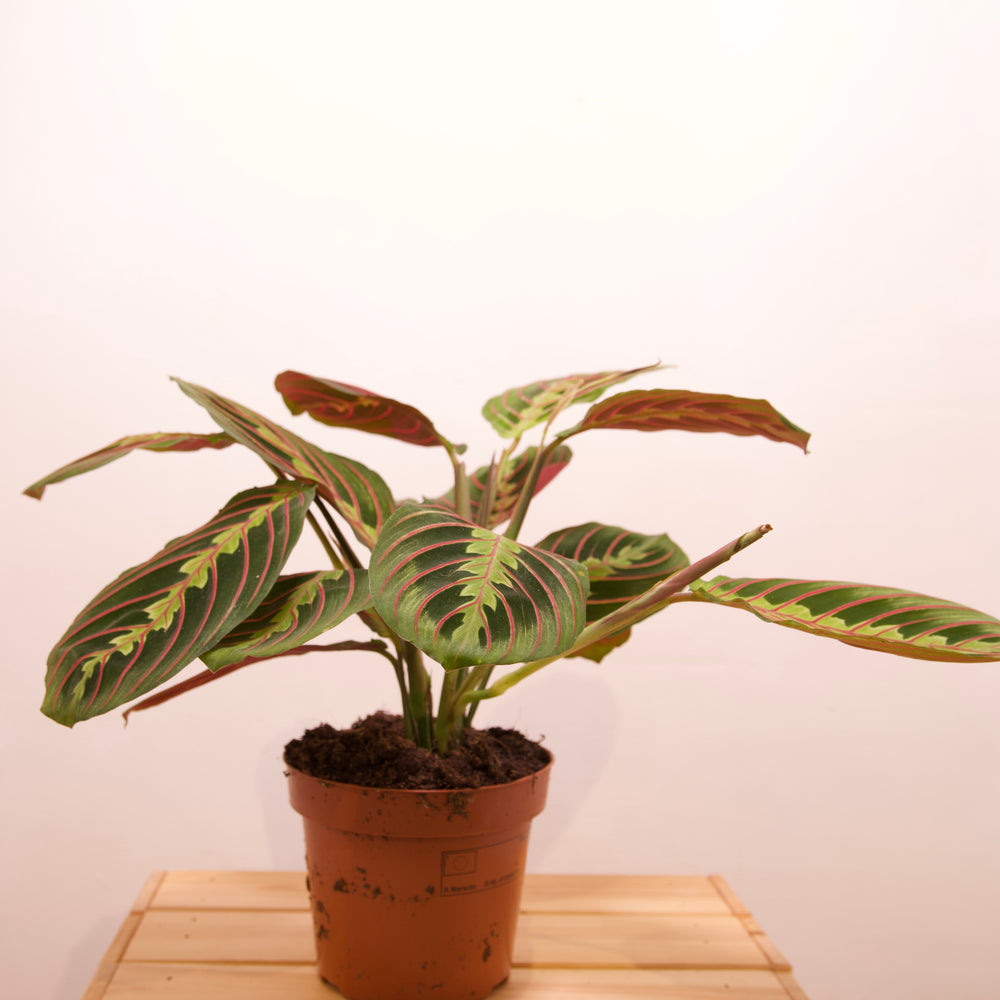Maranta Leuconeura 'Prayer Plant'