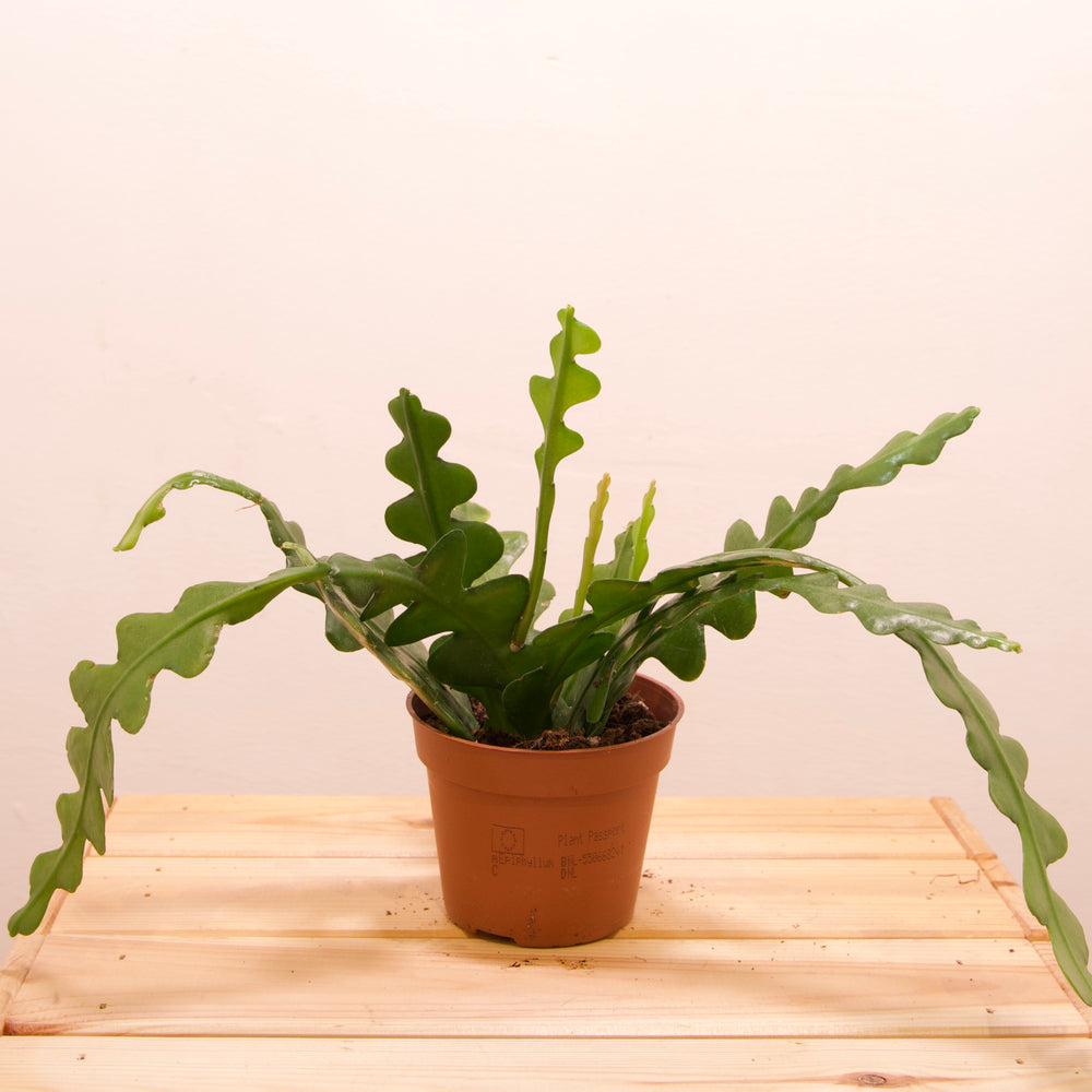 Epiphyllum Anguliger 'Fishbone Cactus'