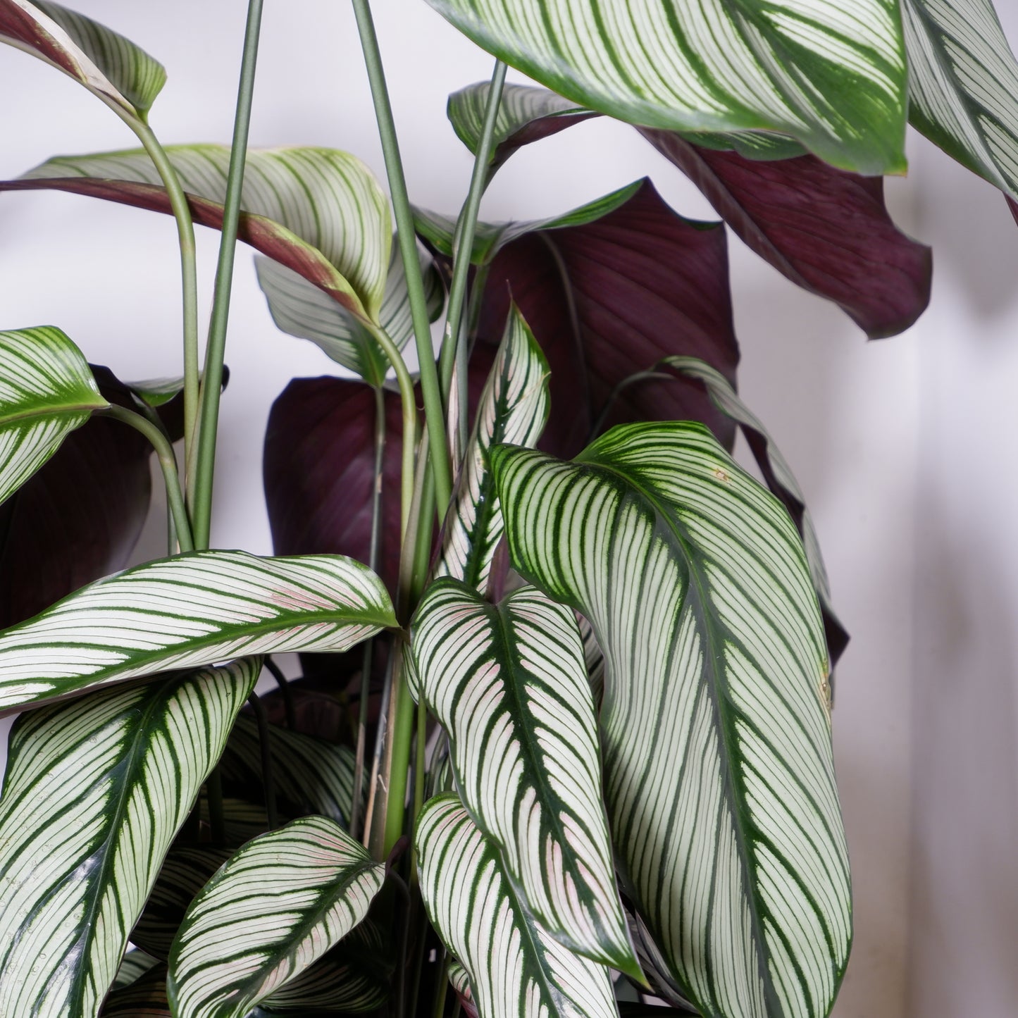 
                  
                    Calathea Whitestar
                  
                