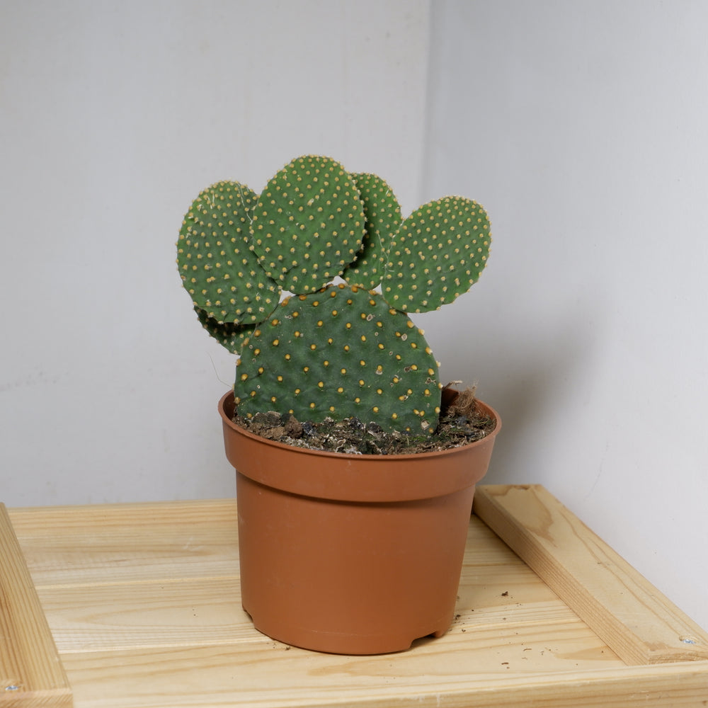 
                  
                    Opuntia Microdasys 'Bunny Ear Cactus'
                  
                