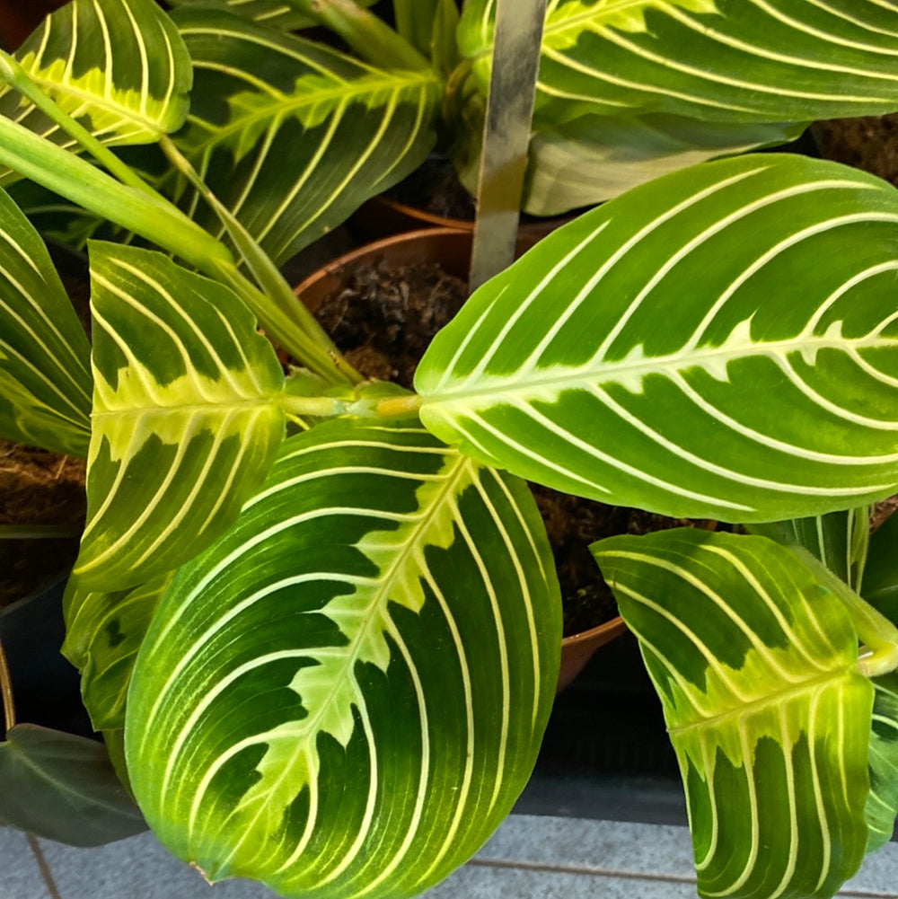 maranta prayer plant lemon lime Maranta Leuconeura Lemon Lime 'Prayer Plant' – CircleShopTopsham